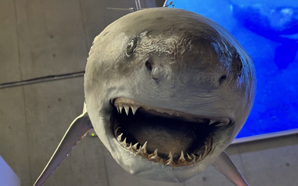 『ホホジロザメ』の剥製