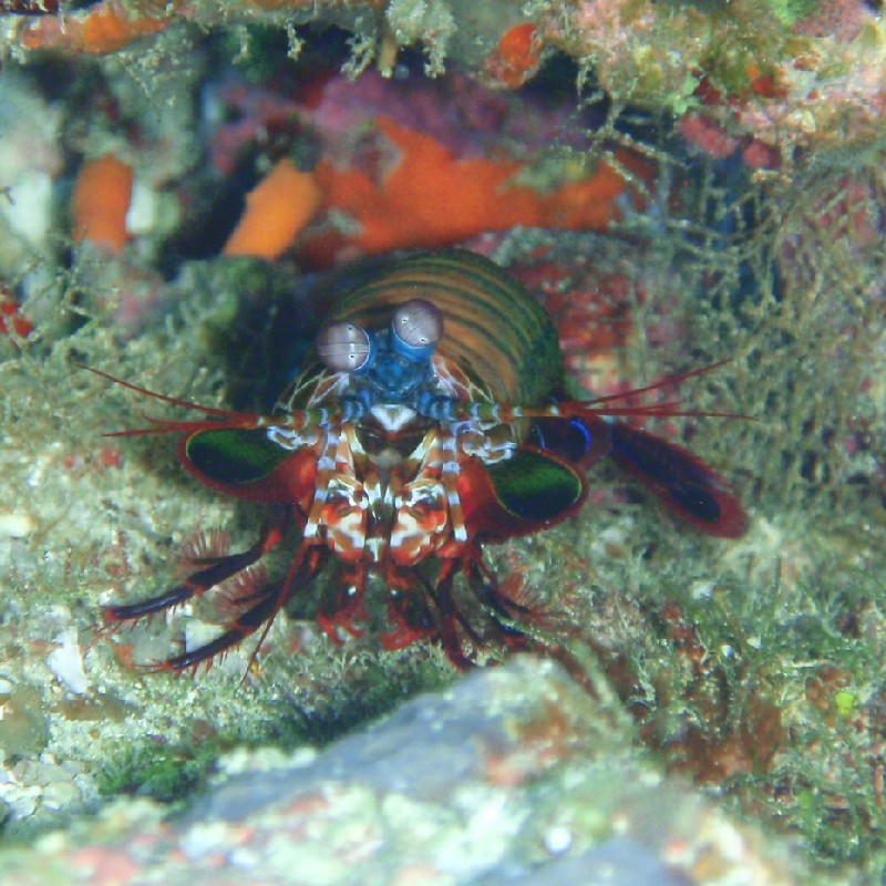 こちらを見てるモンハナシャコ