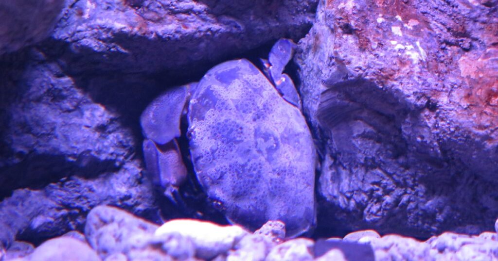 岩に挟まっておとなしくしている『スベスベマンジュウガニ』