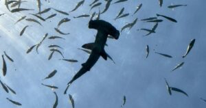 シュモクザメの１種