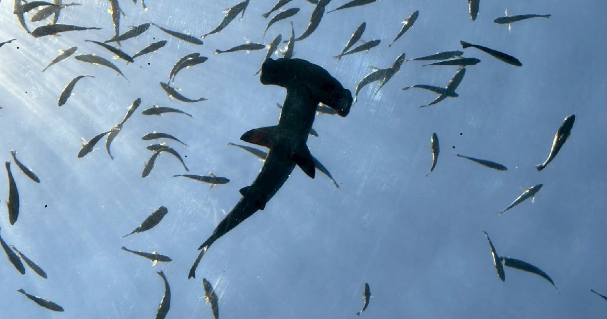 シュモクザメの1種