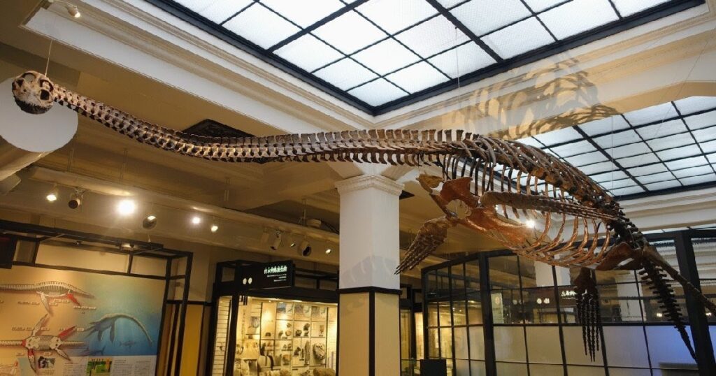 国立科学博物館日本館3階の『フタバスズキリュウ』