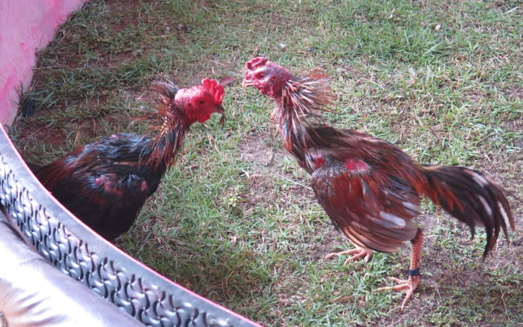 闘鶏中のニワトリ達