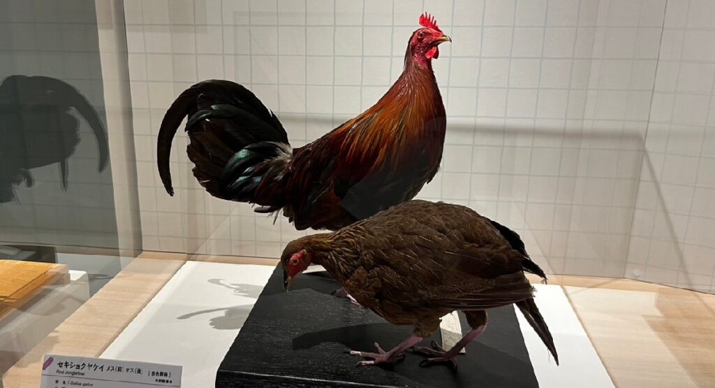 過去の特別展『鳥』に展示されていた『セキショクヤケイ』