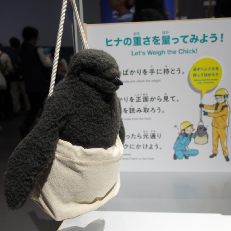 ペンギンの翼『フリッパー』