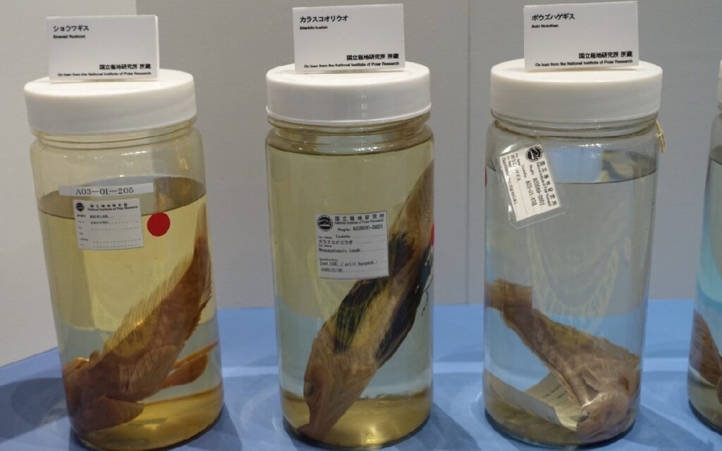 左から『ショウワギス』、『カラスコオリウオ』、『ボウズハゲギス』の標本