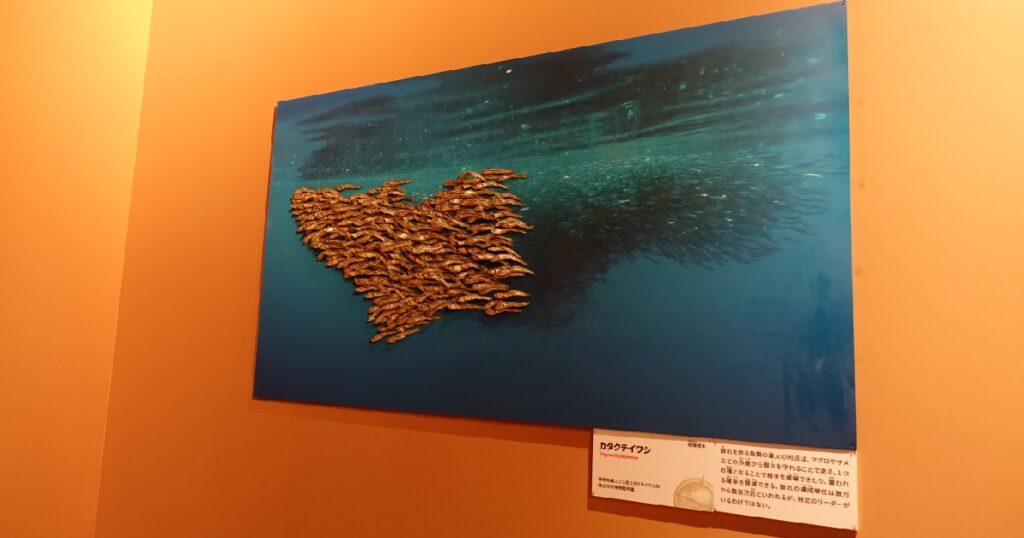 カタクチイワシの展示