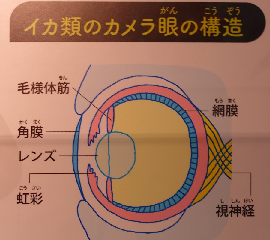 イカ類のカメラ眼の構造の模式図