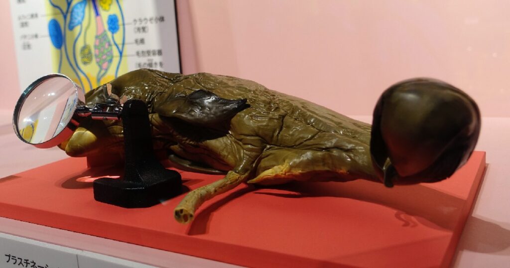 『スナメリ(胎児)』のプラスティネーション