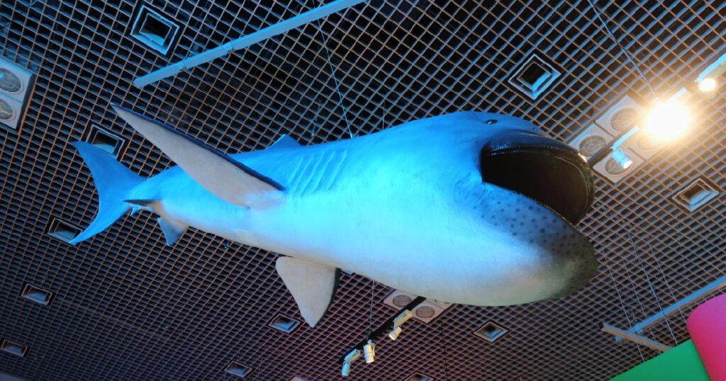 メガマウスザメの剥製(横から)