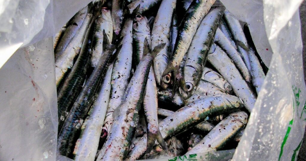 釣られたカタクチイワシ