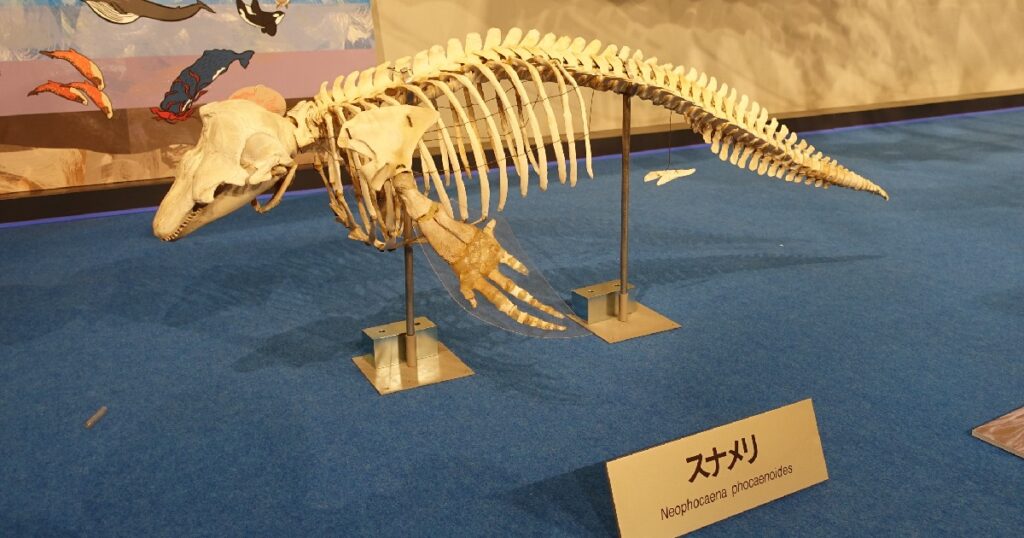 スナメリの全身骨格標本