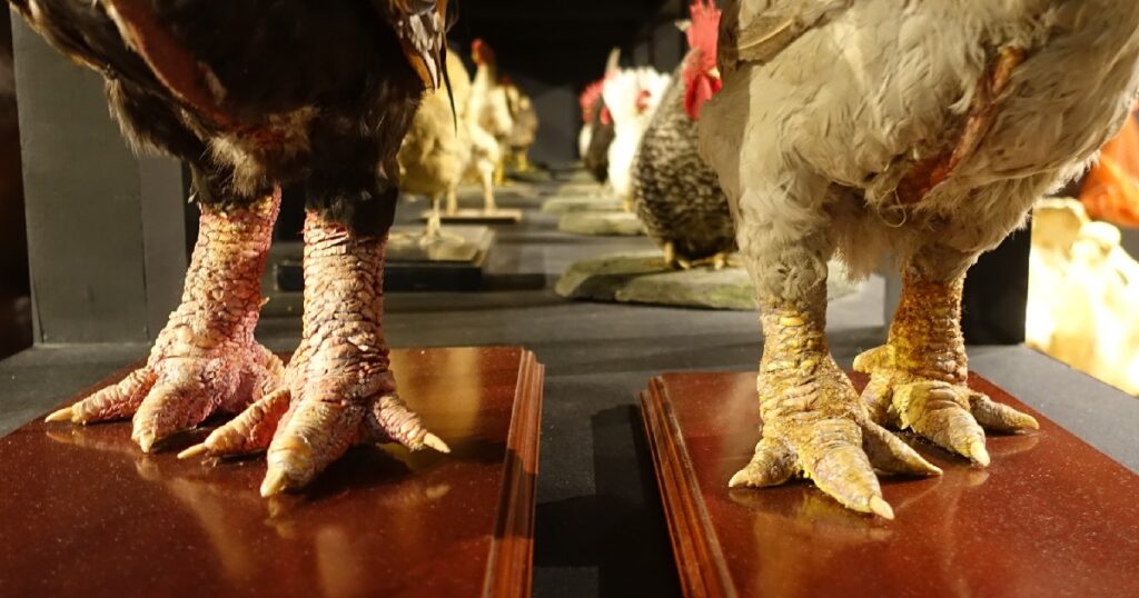 ドンタオの足