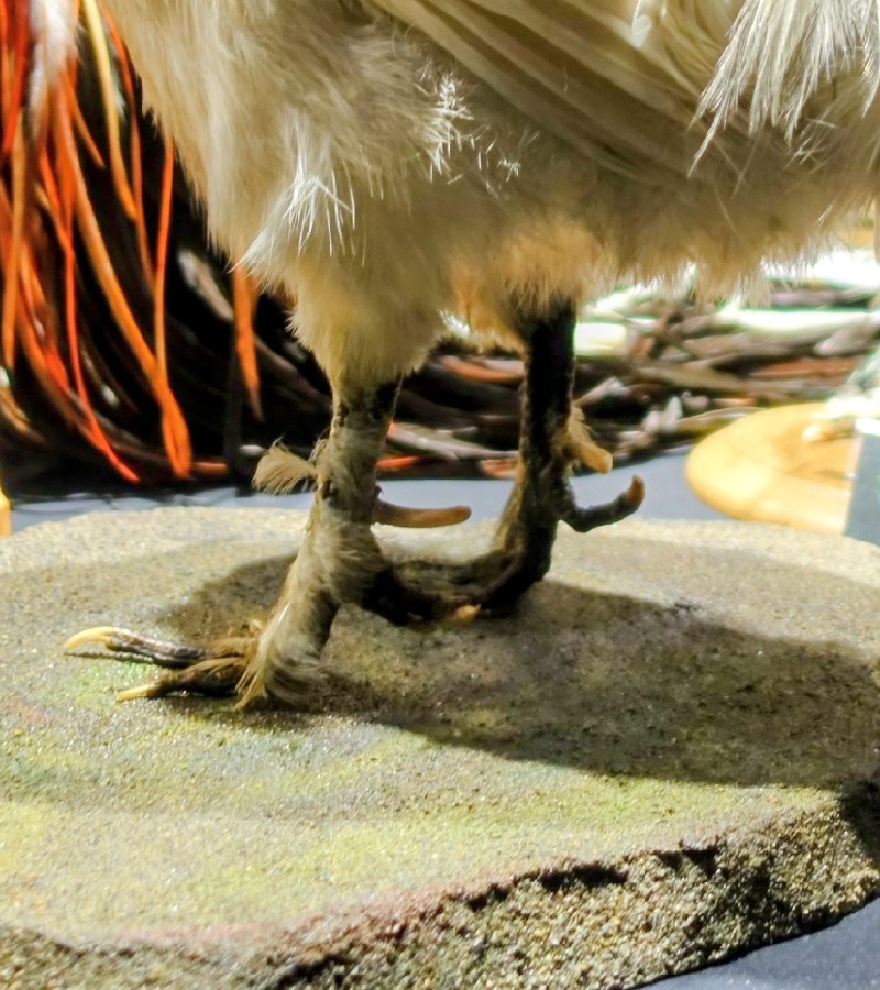 ウコッケイの足