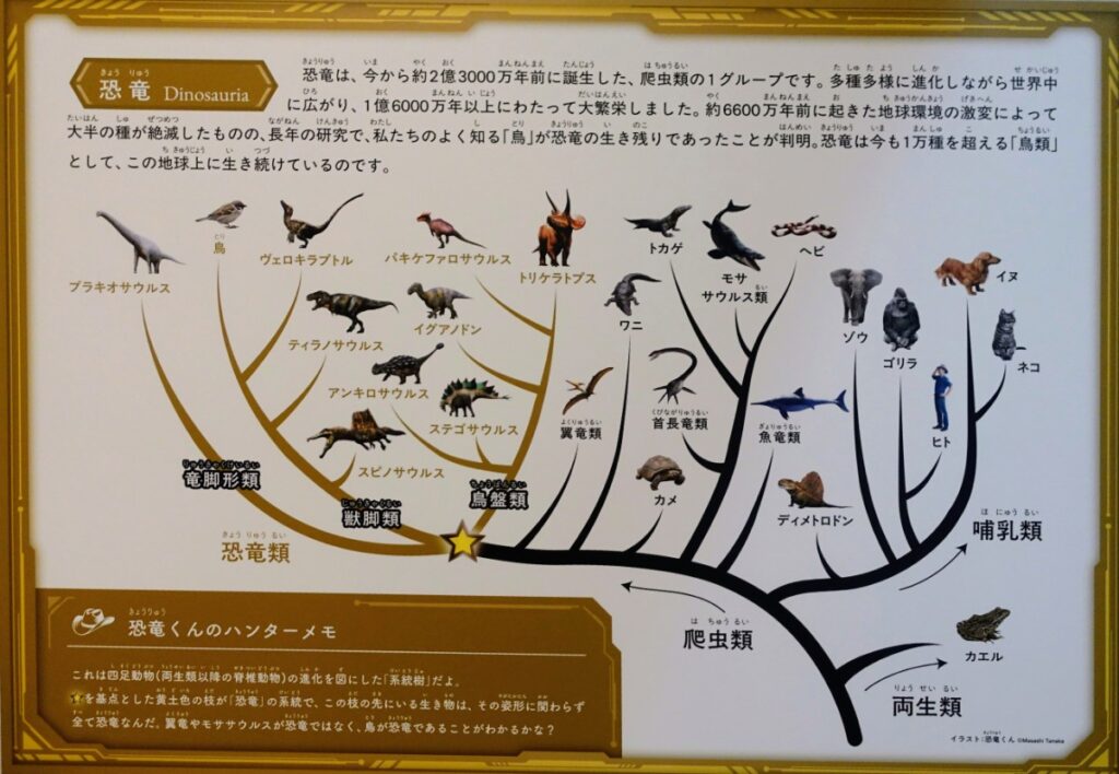 両生類・・爬虫類・哺乳類の系統樹