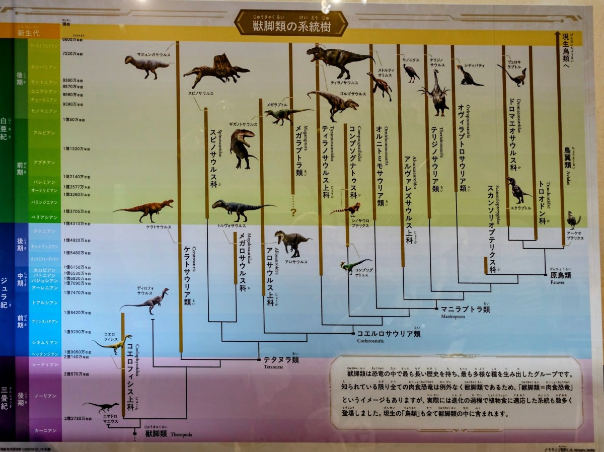 獣脚類の系統樹