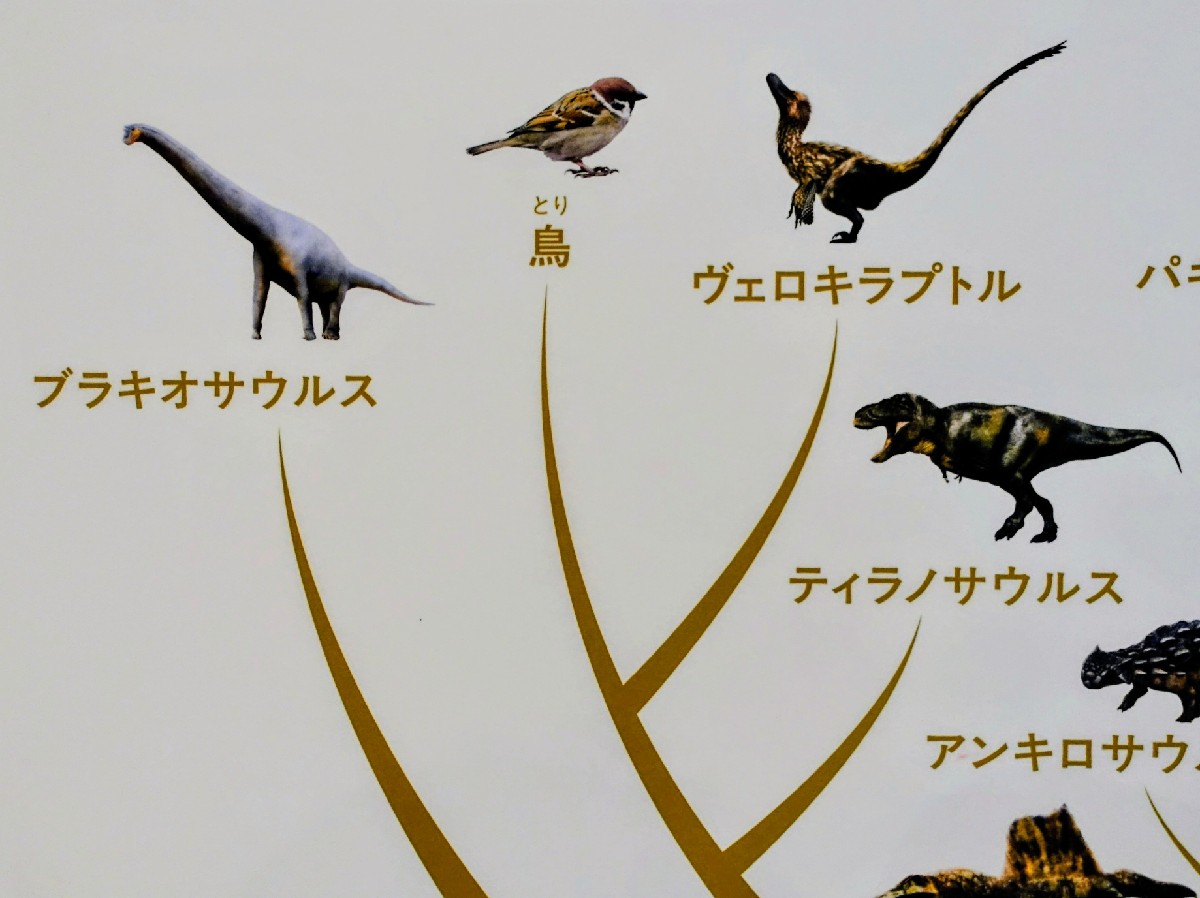 両生類・・爬虫類・哺乳類の系統樹の鳥類周辺