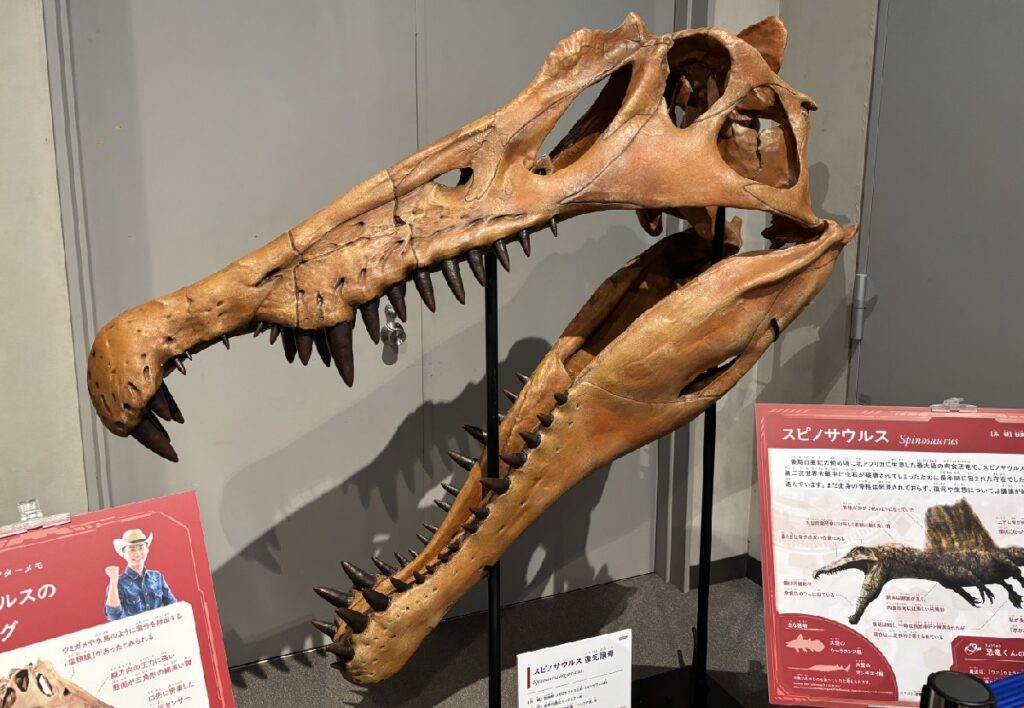 スピノサウルスの頭骨