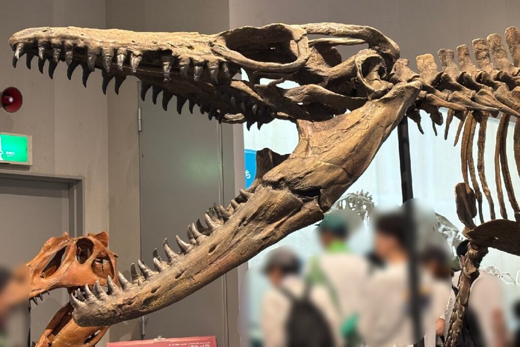 『モササウルス』の頭部