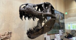 ティラノサウルスの頭骨