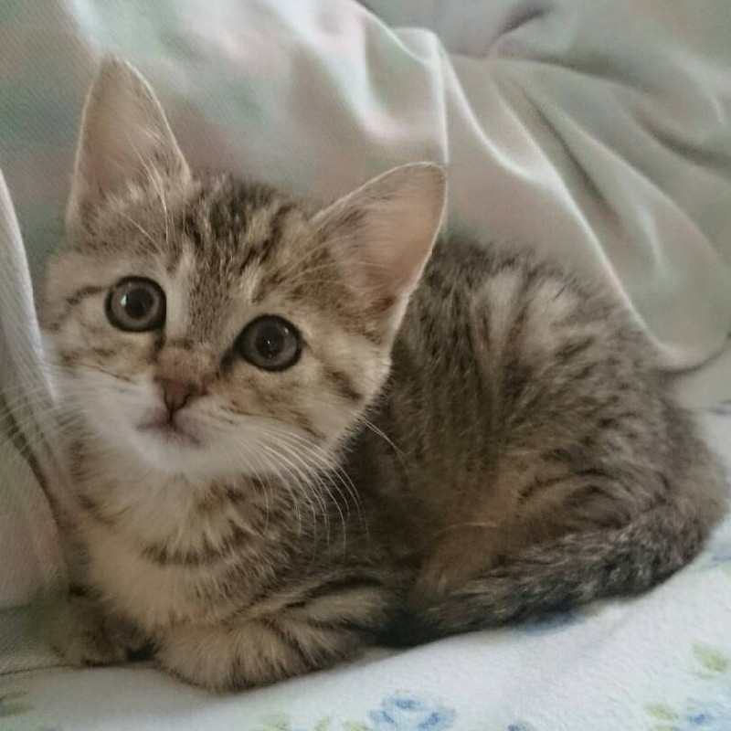 子猫