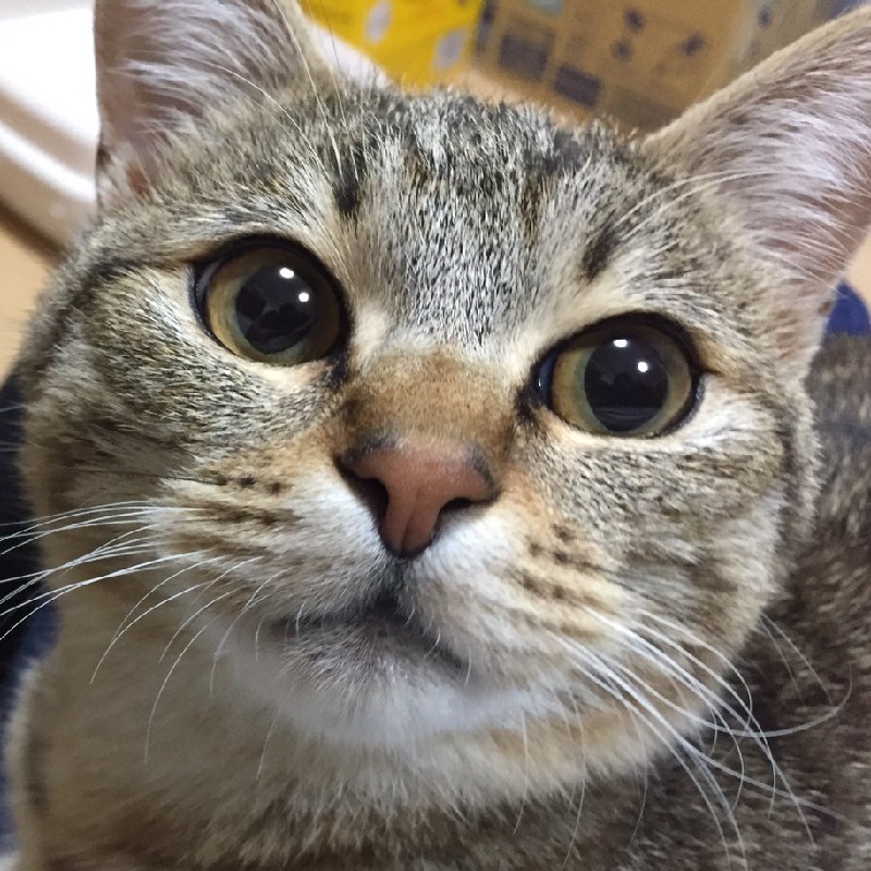 猫の顔のアップ