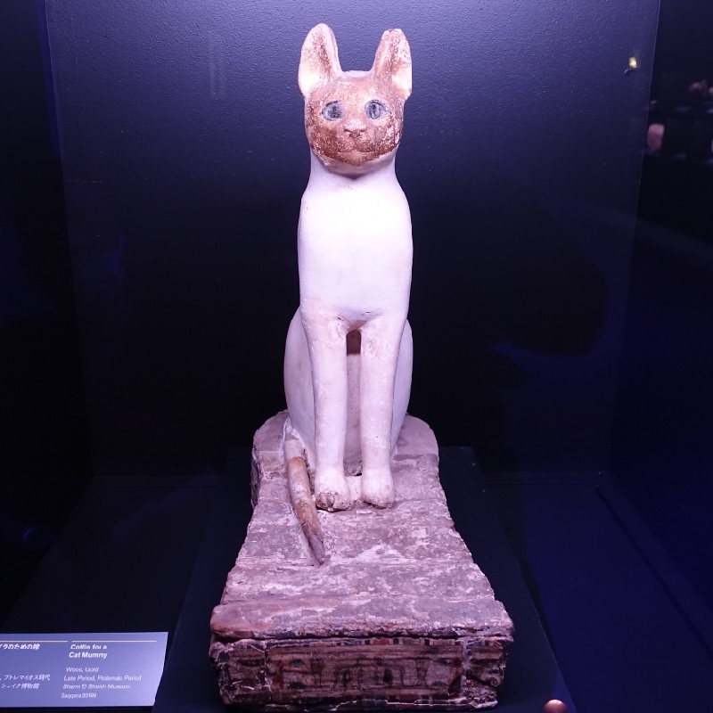 『ネコのミイラのための棺』　2025年『ラムセス大王展』にて撮影