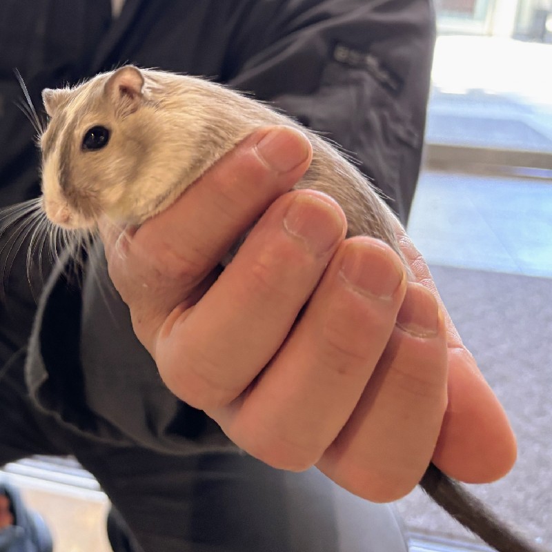 飼い主さんの手の中で動き回る『スナネズミ』