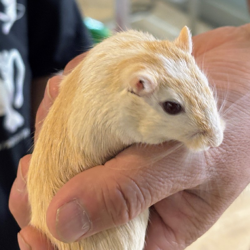 飼い主さんの手の中で動き回る『スナネズミ』