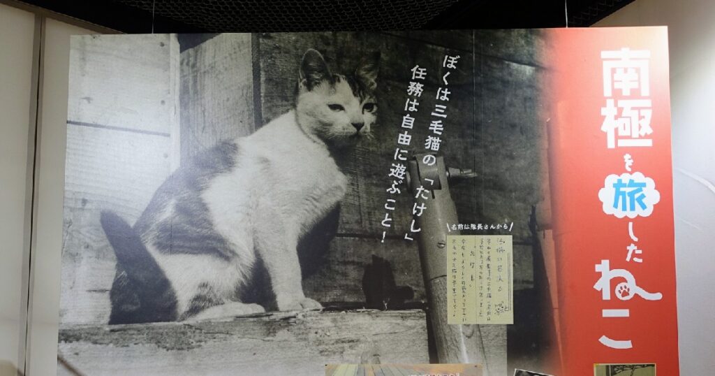 南極を旅したねこ『たけし』の写真