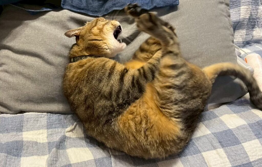 暴れているネコ