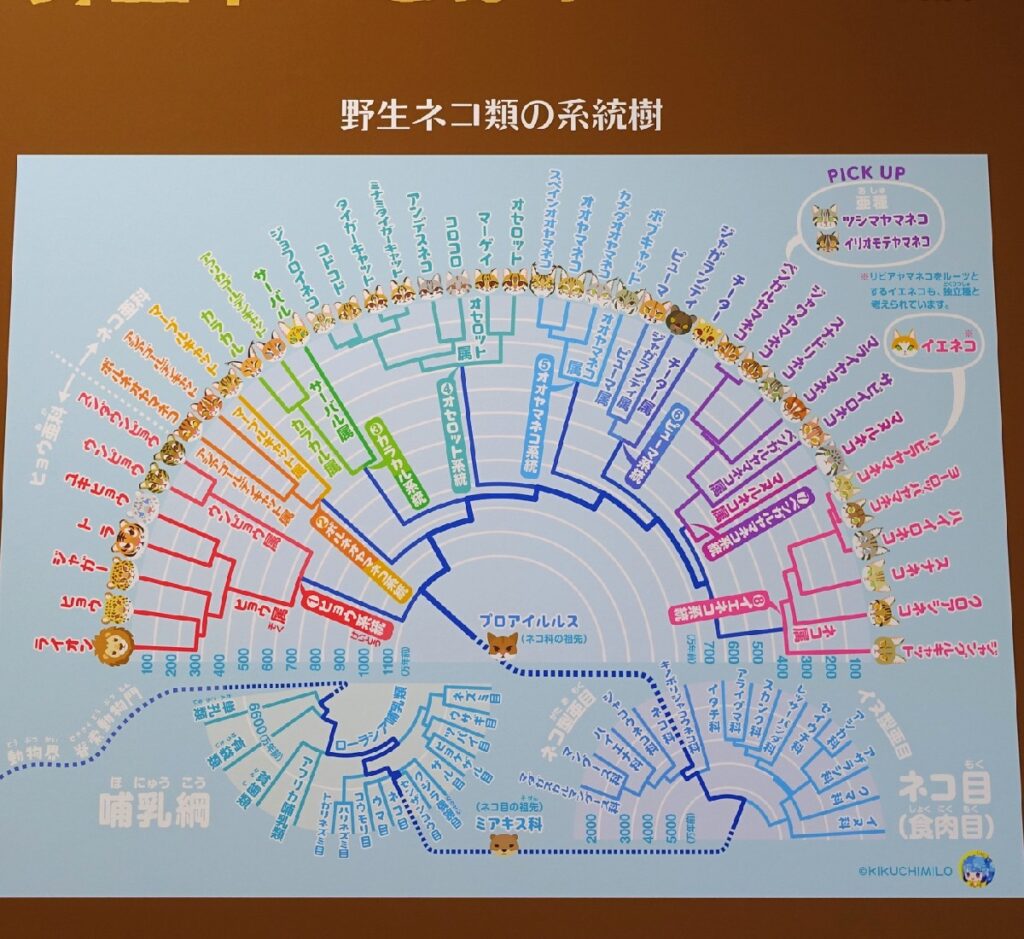野生ネコ類の系統樹