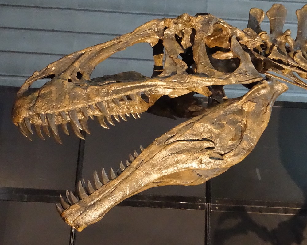 肉食恐竜カルカロドントサウルス科
『アクロカントサウルス・アトケンシス』の頭骨