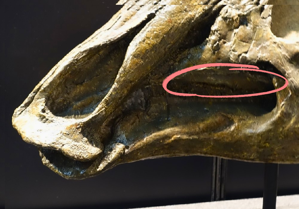パラサウロロフスにある歯周病の可能性のある変形