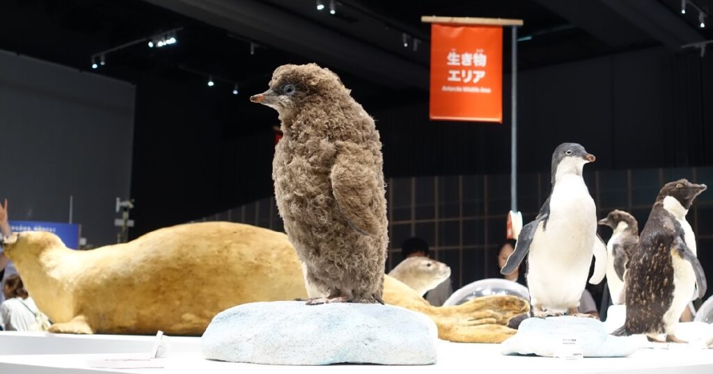 『アデリーペンギン』の幼鳥
南極基地で長年にわたり研究されている