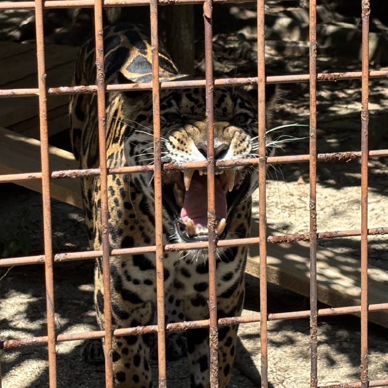 激おこ！『ジャガーの琥珀♂』