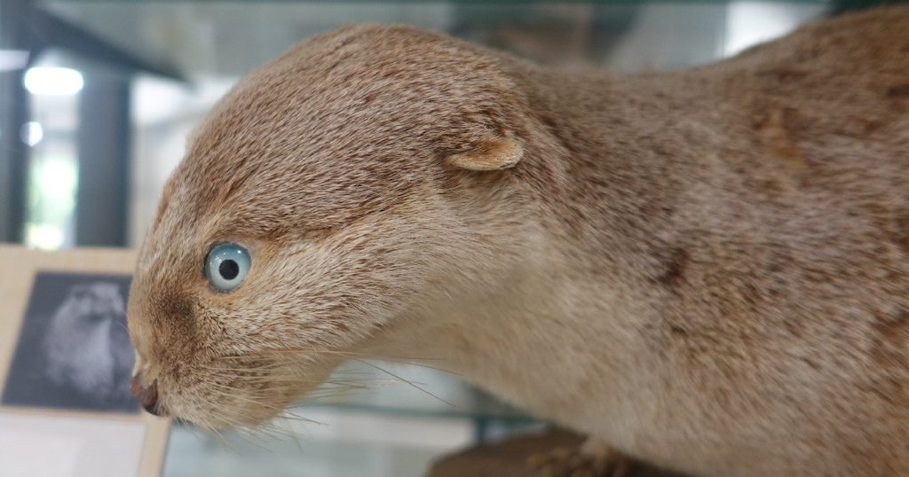 道後動物園最後の飼育個体『ニホンカワウソの松♀』の剥製
1969年4月18日死亡