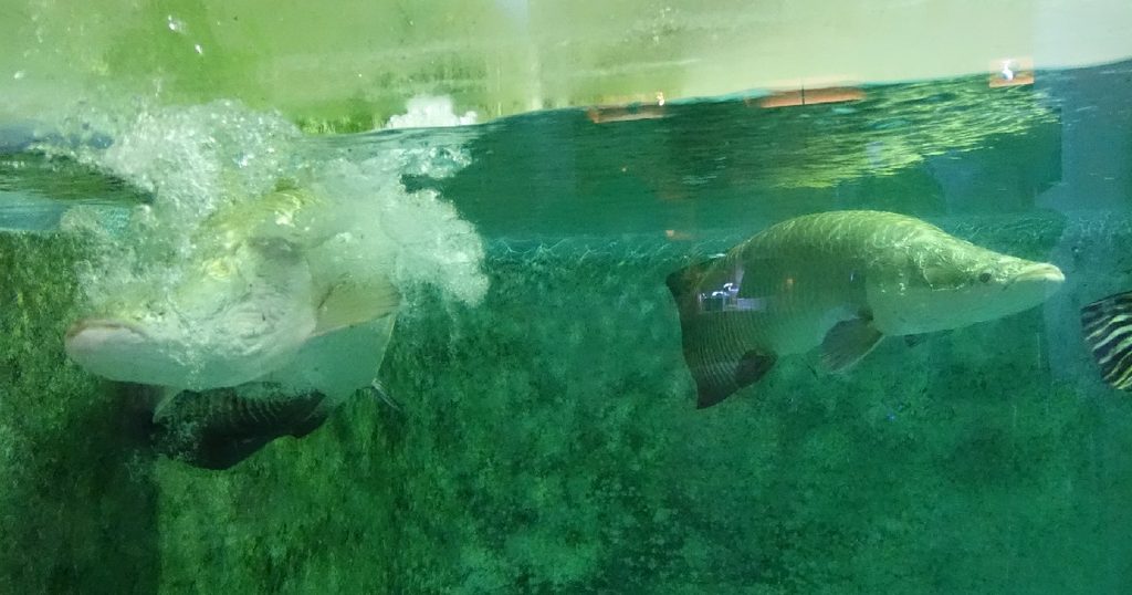 巨大魚『ピラルクー』の食事風景