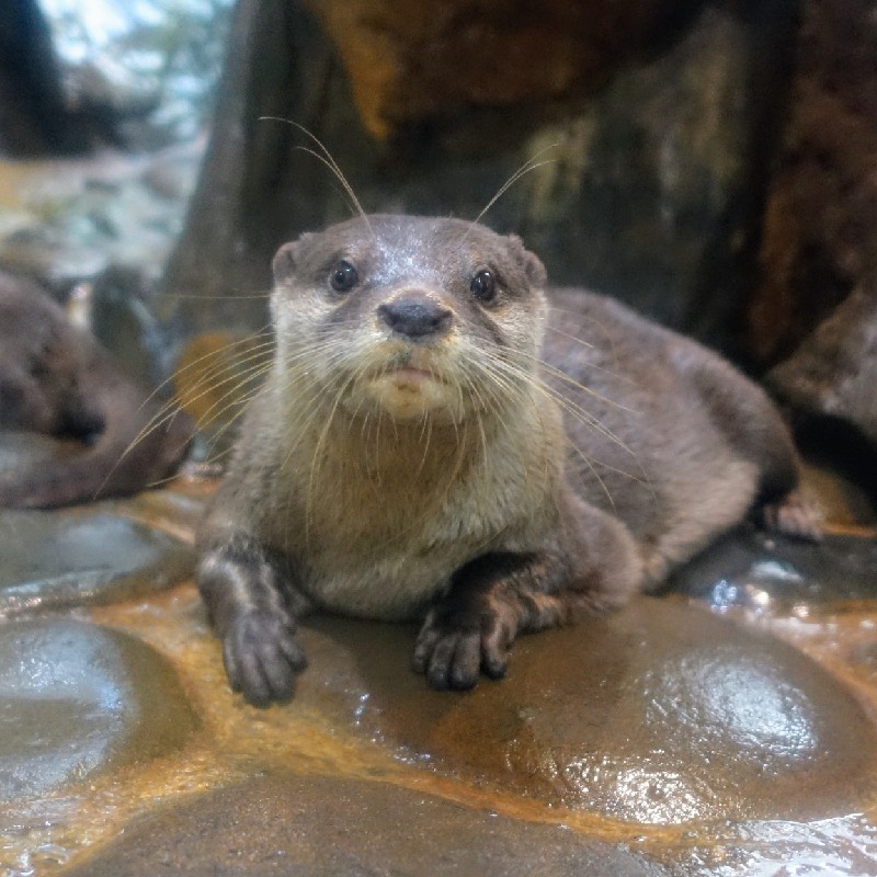 見つめてくる『コツメカワウソ』