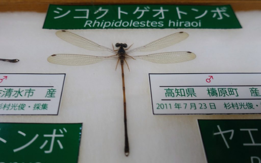 世界中で四国にしか生息していない『シコクトゲオトンボ』の標本