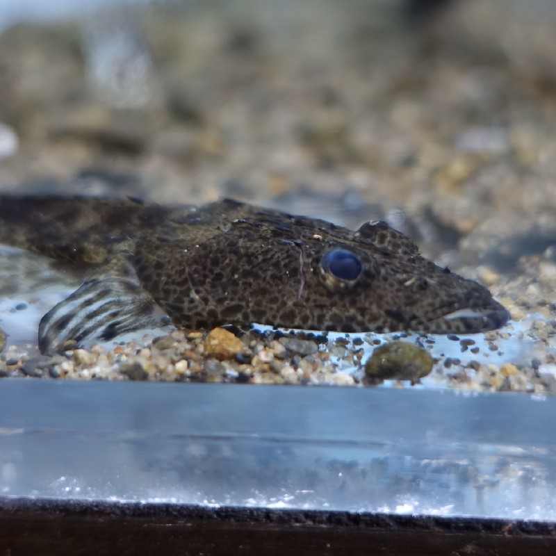 かわいい『マゴチ』の幼魚