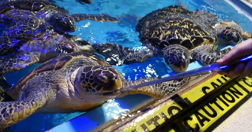 『ウミガメ』に餌やり体験中