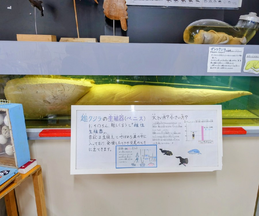 巨大な『ザトウクジラのペニス』の標本