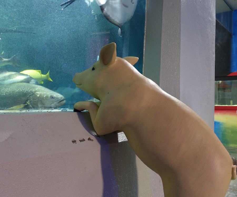 なぜかブタが魚を見ている！