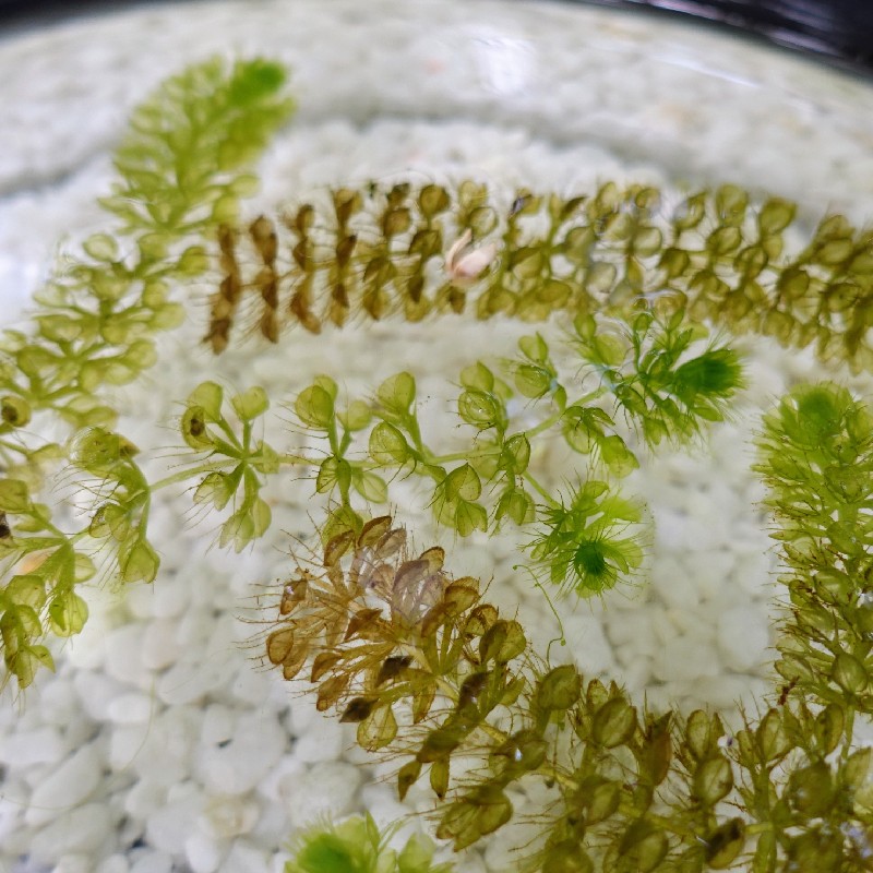 牧野博士が発見した希少な食虫植物『ムジナモ』