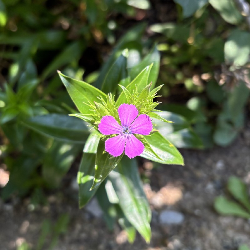 『ハマナデシコ』の花