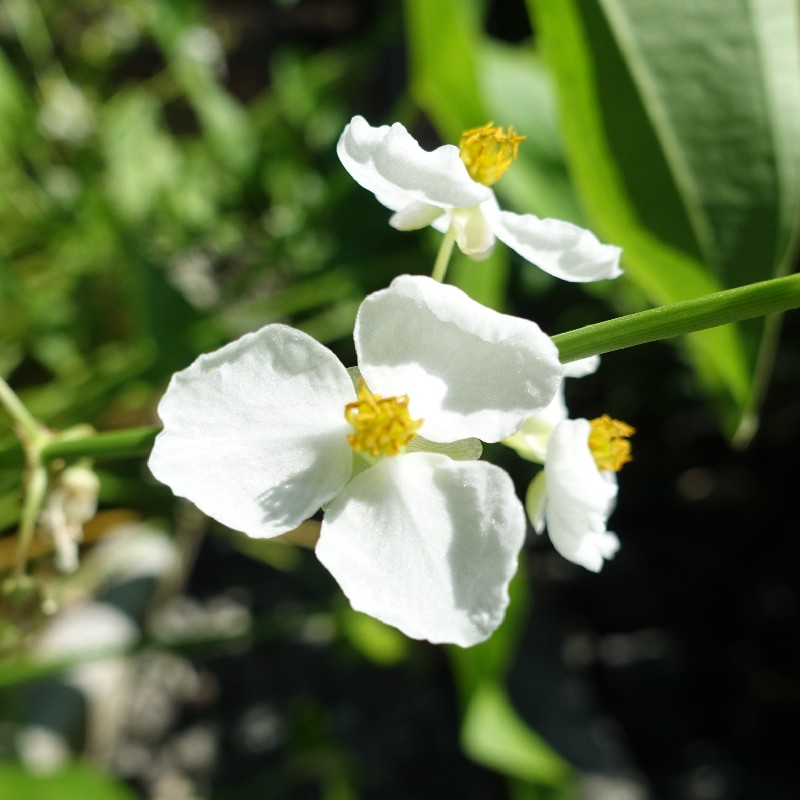 『スイタグワイ』の花