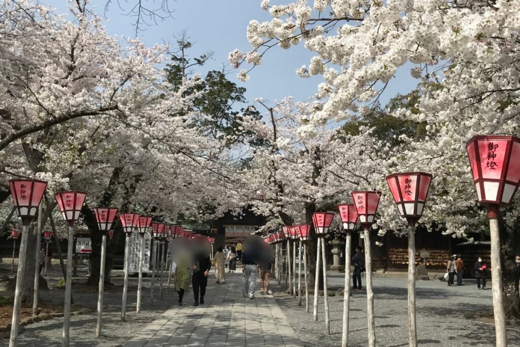 桜の時期の三島大社
三島大社にて　2021年3月末べた妻撮影