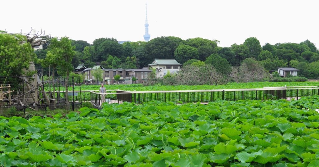 上野動物園内から撮影した不忍池の『鵜の池』
奥にはスカイツリーが見える　2026年6月撮影