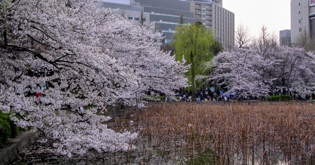 桜の時期の不忍池の『蓮池』
2006年4月撮影